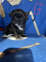 G1, a female Shihpoo for sale in Farley, IA – Photo 1 of 2