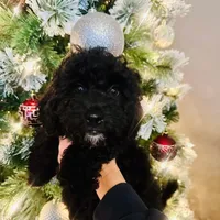 Billy, a male Poodle - Miniature  for sale in Farley, IA – Photo 2 of 4