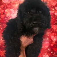 Billy, a male Poodle - Miniature  for sale in Farley, IA – Photo 1 of 4