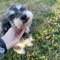 George, a male Poodle - Miniature  for sale in Farley, IA – Photo 2 of 5