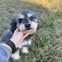 George, a male Poodle - Miniature  for sale in Farley, IA – Photo 1 of 5