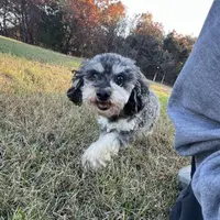 George, a male Poodle - Miniature  for sale in Farley, IA – Photo 3 of 5