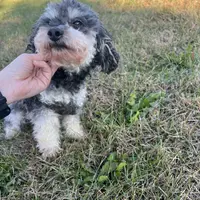 George, a male Poodle - Miniature  for sale in Farley, IA – Photo 5 of 5