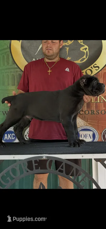Import  Champion  – Cane Corso puppy for sale in Quincy, IL