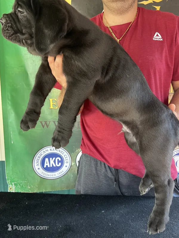 Import  Champion  – Cane Corso puppy for sale in Quincy, IL