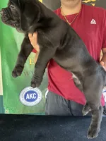 Import  Champion , a male Cane Corso for sale in Quincy, IL – 1 of 6