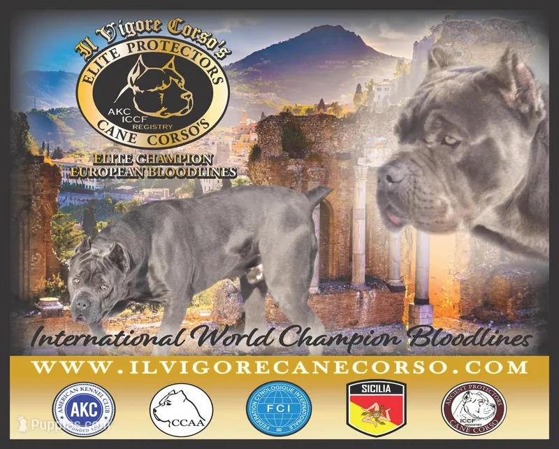 Champion  – Cane Corso puppy for sale in Quincy, IL