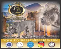 Champion , a female Cane Corso for sale in Quincy, IL – 1 of 3