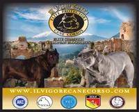 Champion , a female Cane Corso for sale in Quincy, IL – 3 of 3