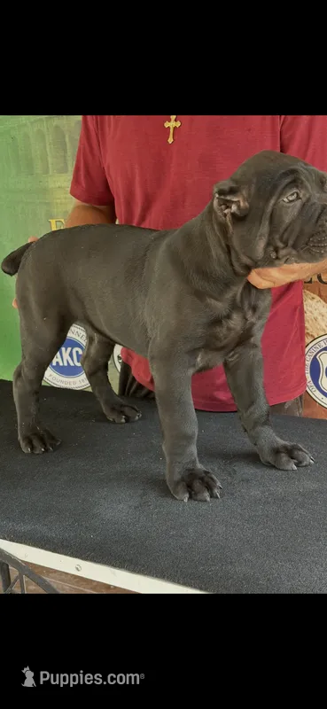 Champion  – Cane Corso puppy for sale in Quincy, IL