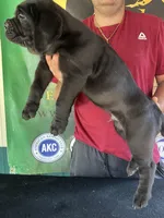 Champion , a male Cane Corso for sale in Quincy, IL – 2 of 7
