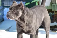 Import Champ , a female Cane Corso for sale in Quincy, IL – 3 of 5