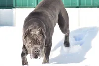 Import Champ , a female Cane Corso for sale in Quincy, IL – 2 of 5