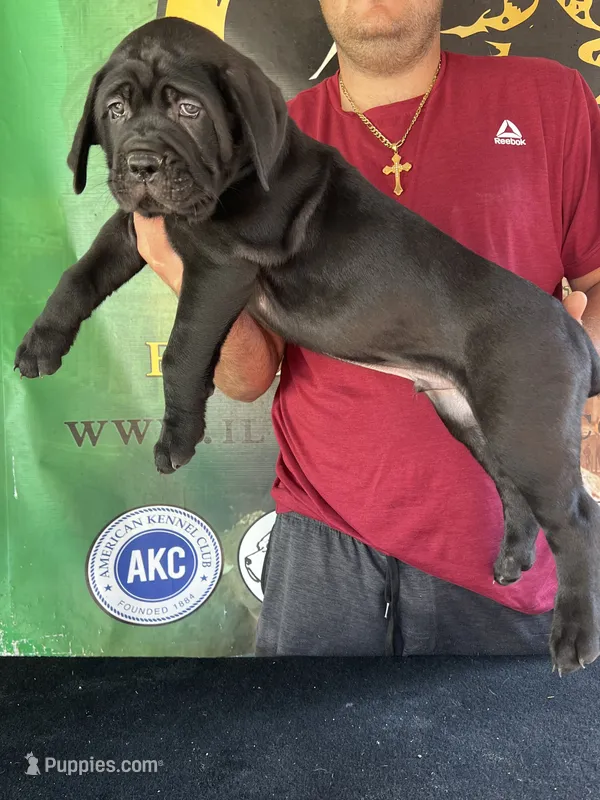 Champion  – Cane Corso puppy for sale in Quincy, IL