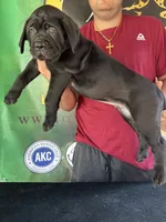 Champion , a female Cane Corso for sale in Quincy, IL – 1 of 5