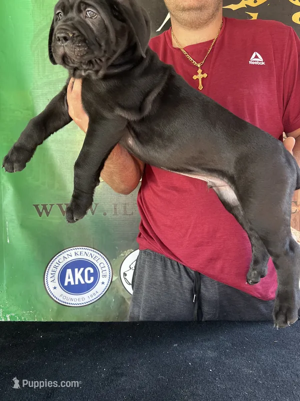 Import Champ  – Cane Corso puppy for sale in Quincy, IL