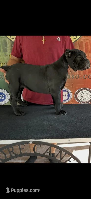 Import Champ  – Cane Corso puppy for sale in Quincy, IL