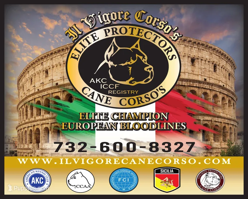 Import  Champion  – Cane Corso puppy for sale in Quincy, IL