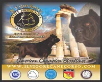 Import  Champion , a male Cane Corso for sale in Quincy, IL – 3 of 5