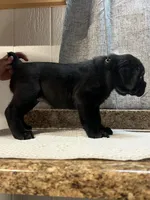 Import  Champion , a male Cane Corso for sale in Quincy, IL – 2 of 5