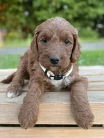 Juniper, a female Irish Doodle for sale in Wooster, OH – 7 of 10