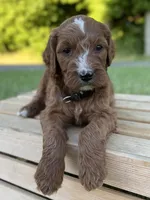 Maple, a female Irish Doodle for sale in Wooster, OH – 4 of 9