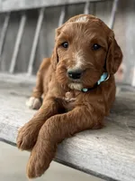 Birch, a male Irish Doodle for sale in Wooster, OH – 6 of 10
