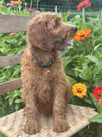 Maple, a female Irish Doodle for sale in Wooster, OH – 8 of 10