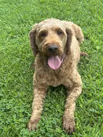Maggie, a female Irish Doodle for sale in Wooster, OH – 10 of 10