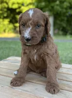 Maple, a female Irish Doodle for sale in Wooster, OH – 5 of 9