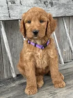 Charlotte , a female Irish Doodle for sale in Wooster, OH – 10 of 10