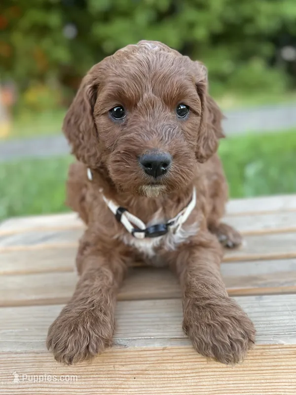 Juniper – Irish Doodle puppy for sale in Wooster, OH