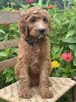 Maple, a female Irish Doodle for sale in Wooster, OH – 3 of 10