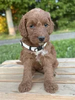 Juniper, a female Irish Doodle for sale in Wooster, OH – 10 of 10