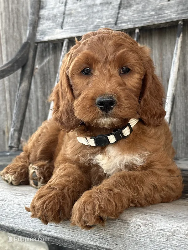 Juniper – Irish Doodle puppy for sale in Wooster, OH