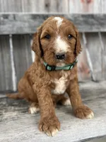 Ash, a male Irish Doodle for sale in Wooster, OH – 4 of 10