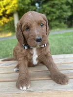 Willow, a female Irish Doodle for sale in Wooster, OH – 3 of 10