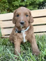 Willow, a female Irish Doodle for sale in Wooster, OH – 8 of 10