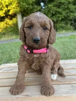 Oakley, a female Irish Doodle for sale in Wooster, OH – 10 of 10