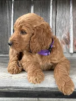 Charlotte , a female Irish Doodle for sale in Wooster, OH – 5 of 10