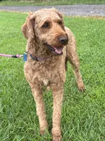 Maggie, a female Irish Doodle for sale in Wooster, OH – 5 of 10
