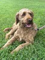 Maggie, a female Irish Doodle for sale in Wooster, OH – 1 of 10