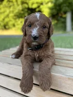 Maple, a female Irish Doodle for sale in Wooster, OH – 7 of 9