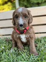 Hazel, a female Irish Doodle for sale in Wooster, OH – 5 of 10