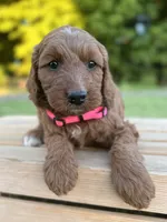 Oakley, a female Irish Doodle for sale in Wooster, OH – 6 of 10