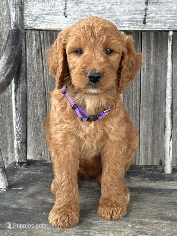 Charlotte  – Irish Doodle puppy for sale in Wooster, OH