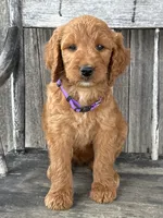 Charlotte , a female Irish Doodle for sale in Wooster, OH – 1 of 10