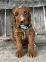 Birch, a male Irish Doodle for sale in Wooster, OH – 7 of 10