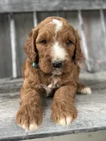 Ash, a male Irish Doodle for sale in Wooster, OH – 9 of 10