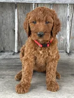Brooklyn, a female Irish Doodle for sale in Wooster, OH – 7 of 10